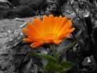 Photo Album and Picture Gallery 147 520 Image